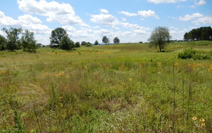 Holland Sand Prairie